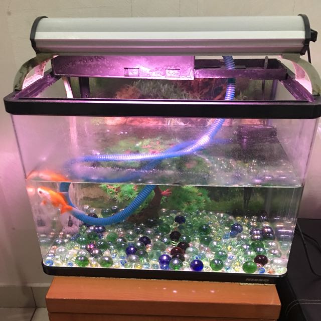 Aquarium Ikan Hias Dan Aquascape Jual Murah Looking For On Carousell