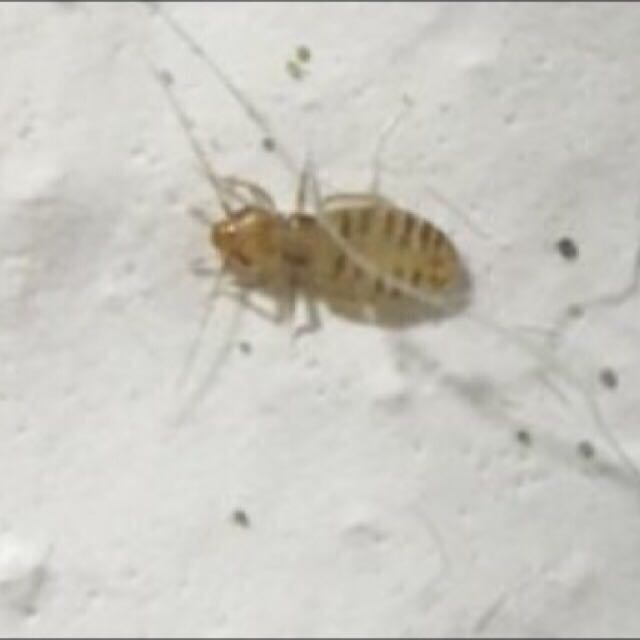 Pest Control For Booklice And Wall Insect On Carousell
