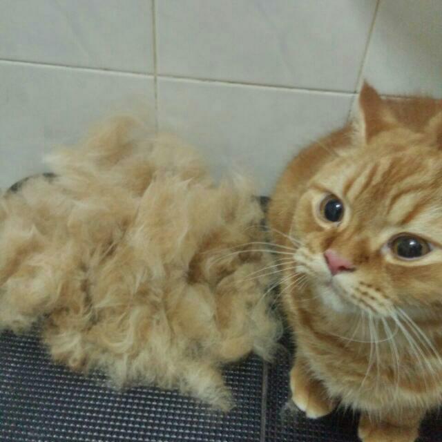 Cat Grooming Home Service, Pet Supplies, Health & Grooming on Carousell