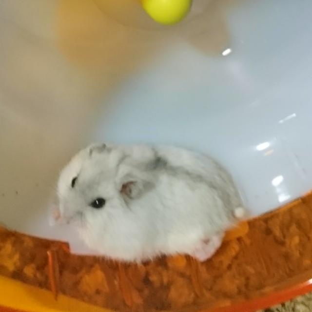 Pearl hamster sales