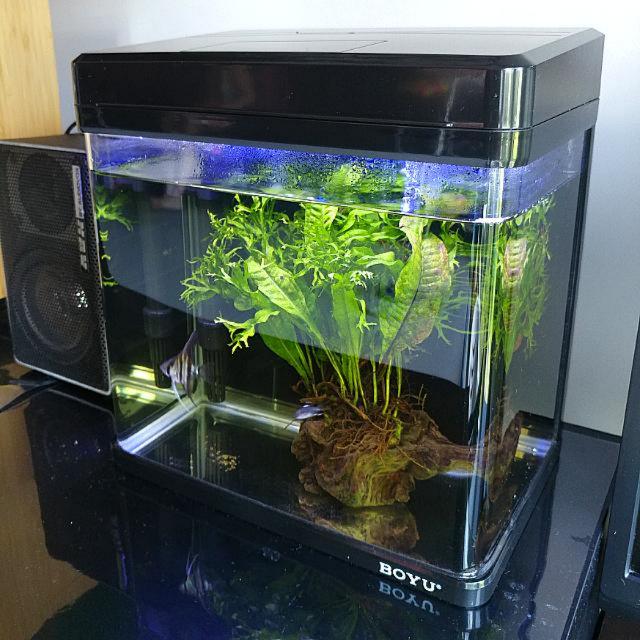 Boyu Fish Tank Set, Pet Supplies, Homes & Other Pet Accessories on
