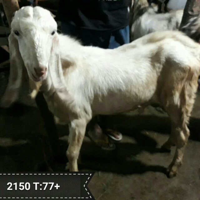 Hewan Sapi Dan Kambing Qurban Pet Supplies Food On Carousell
