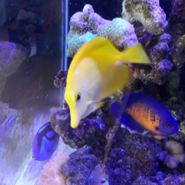 Marine Fish, Pet Supplies, Pet Food on Carousell