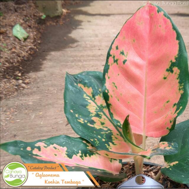 Tanaman Hias Aglaonema Kochin Tembaga Perkebunan Di Carousell