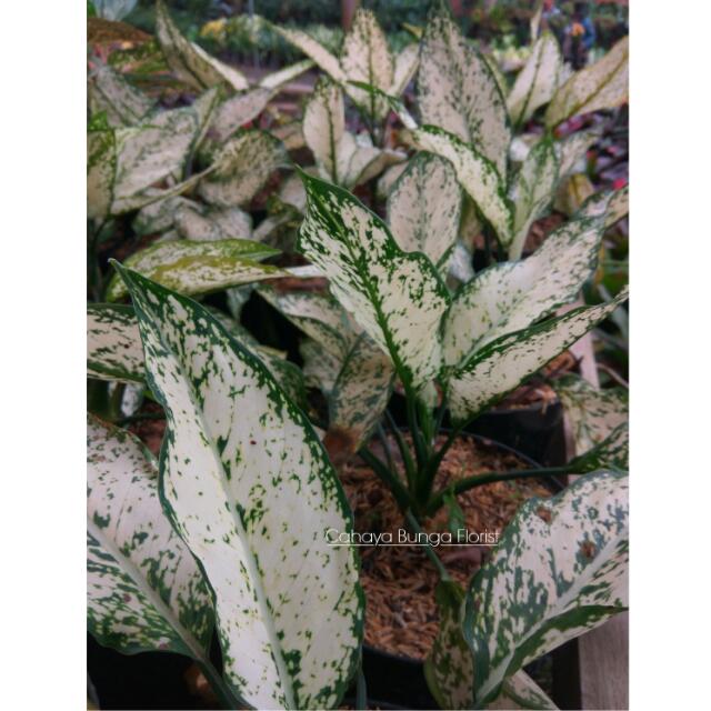 Tanaman Hias Aglaonema Snow White Perkebunan Di Carousell