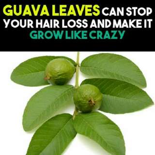 Fresh Guava Leaves - 29 Leaves Per Pks