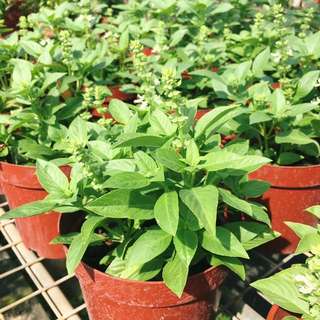 🌿AROMATIC Sweet Basil (The Freshest Herbs For Your Kitchen!)😍