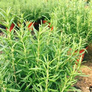 🌿AROMATIC Rosemary (Straight From The Growing To The Cooking!)😍