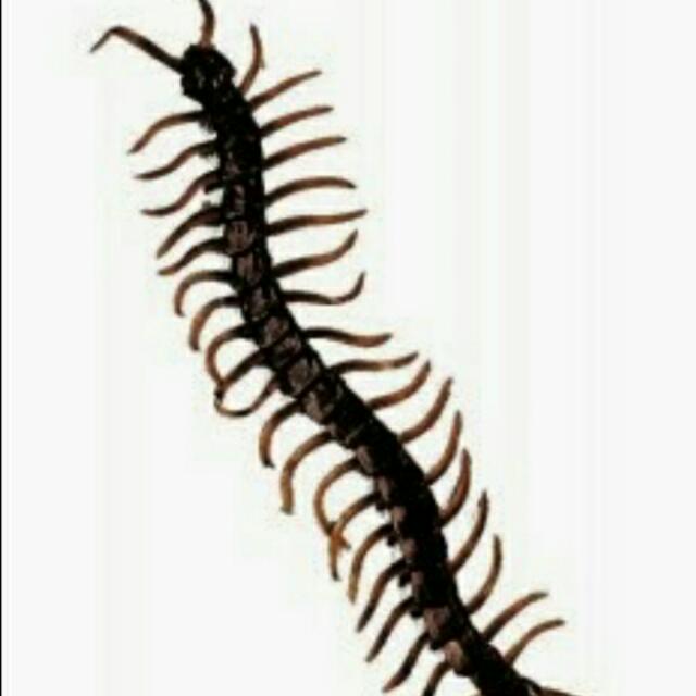 Buntat Lipan Hitam Vintage Collectibles Vintage Watches