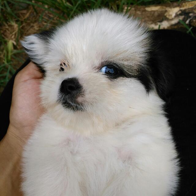 shih tzu 2 months old