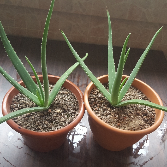 Aloe Vera Plant For Diy Drinks Skin Scalp Care Gardening On