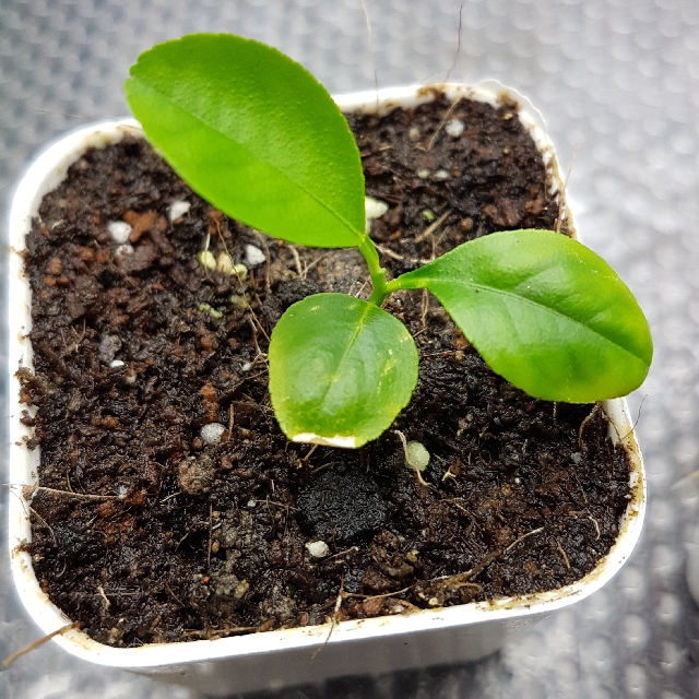 Lemon Seedlings Furniture Home Living Gardening Plants Seeds On lemon-seedlings-furniture-home-living-gardening-plants-seeds-on