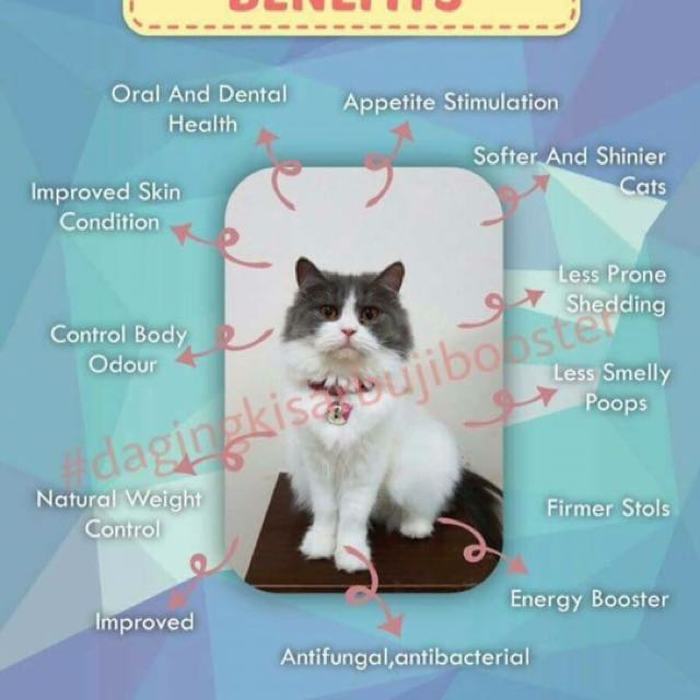Makanan Menggemukkan Kucing Pet Supplies Pet Food On Carousell