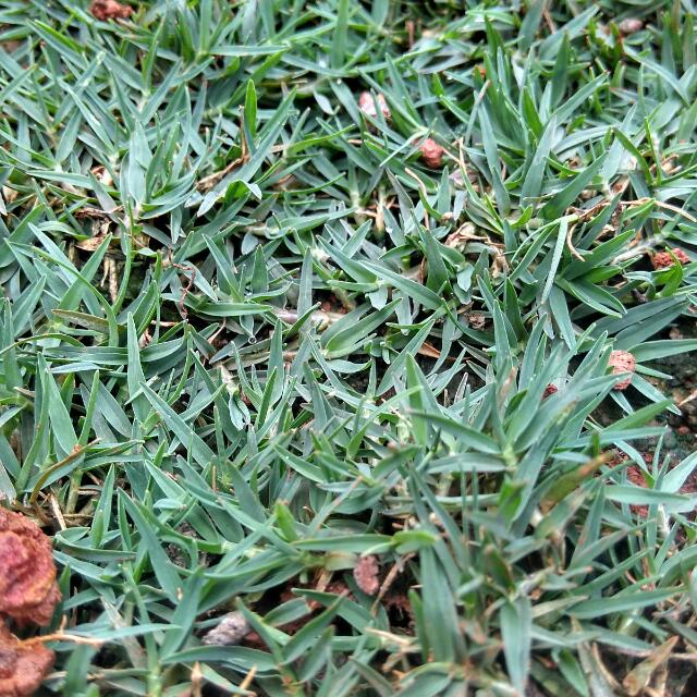 Rumput Taman Pakai Rumput Golf Perkebunan Di Carousell