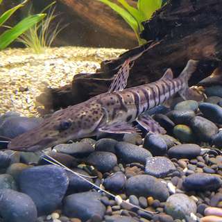 beautiful catfish, tiger shovelnose