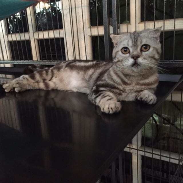 Raya Bookings Now Open Kucing Kitten Cat Boarding Hotel, Pet 