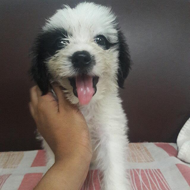 Shih tzu discount x mini pinscher