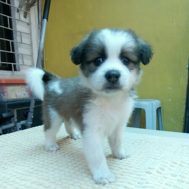 Shih Tzu And Japanese Spitz Cross Breed For Sale Online