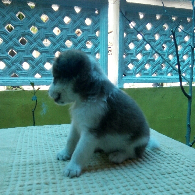 Shih Tzu Cross Breed Shih Tzu Japanese Spitz Pet Supplies Homes Other Pet Accessories On Carousell
