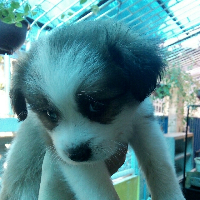 Shih Tzu Cross Breed Shih Tzu Japanese Spitz Pet Supplies Homes Other Pet Accessories On Carousell