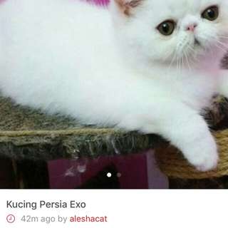 PENIPU PENJUAL KUCING