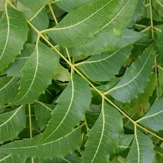 Fresh Neem Leaves - Around 200 small Leaves Per Pks