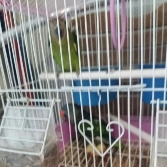 Burung Male N Female On Carousell