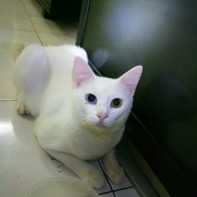  kucing  Kucing  Mata Biru Kuning 