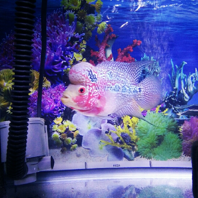 Louhan Srm Ori Thailand Uk 7cm Up Perlengkapan Hewan Aksesoris Hewan Di Carousell