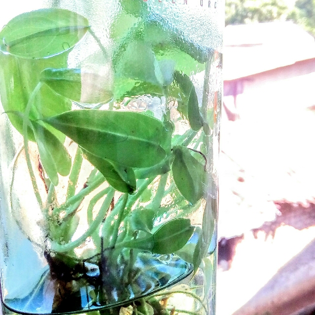 Terrarium Bottle Hidroponik Pajangan Rumah Tanaman Dalam Botol