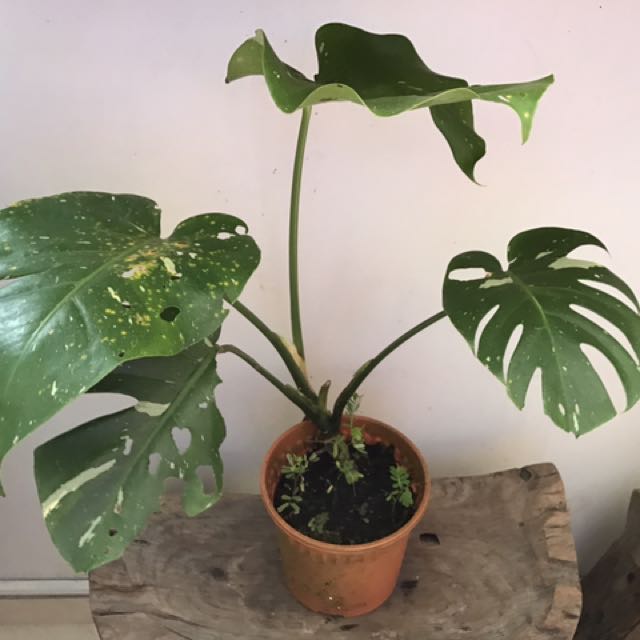 Variegated Monstera For Sale, Gardening on Carousell