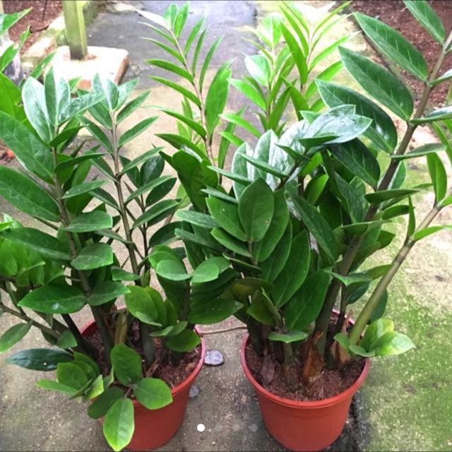 🌺LUCKY ZZ Plant (金钱树💰💰 Also An Excellent Natural Air Purifier