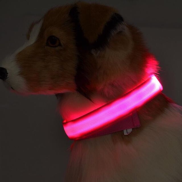 light up dog accessories