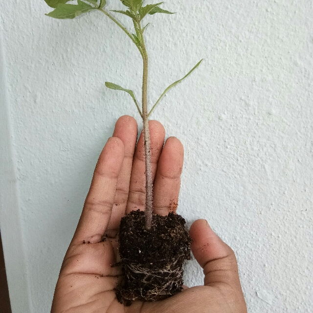 Anak Pokok Bibit Tomato Home Furniture Gardening On Carousell