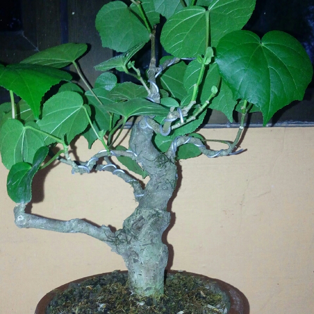 Bonsai Meme Bonsai Jadi Dan Bahan Perkebunan Di Carousell