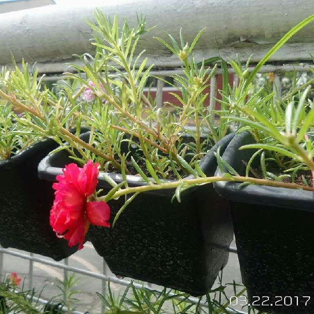 Vietnam Rose Plant Everything Else Others On Carousell