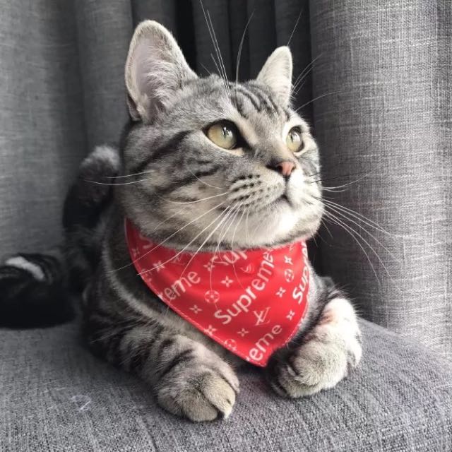 Supreme cat top collar