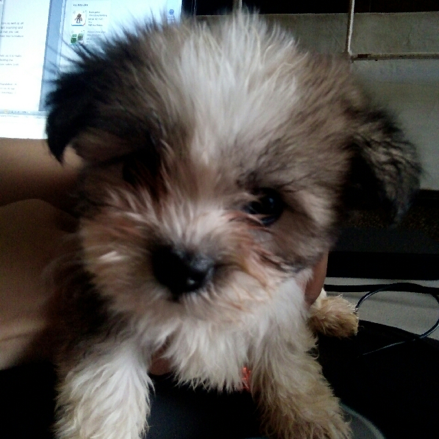 Japanese shih 2025 tzu price
