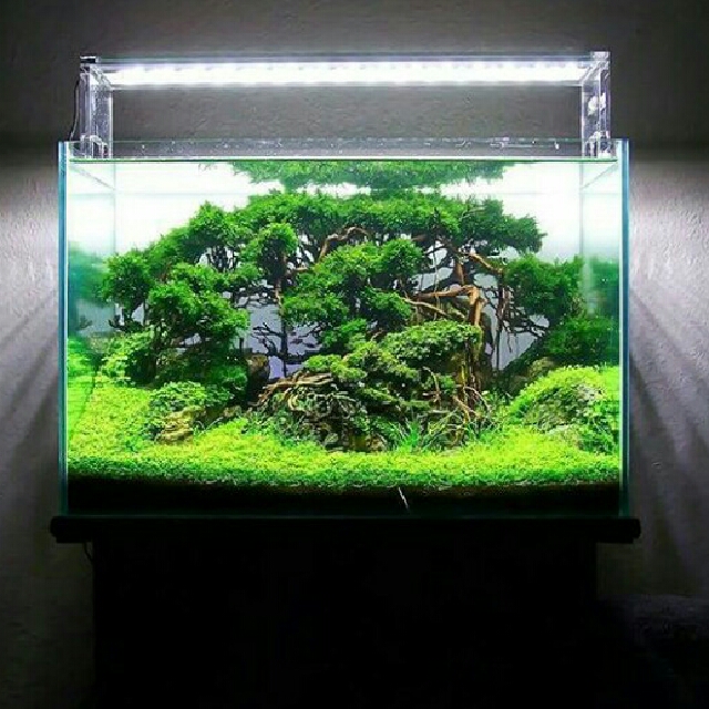5000 Aquascape Air Tawar HD Terbaik