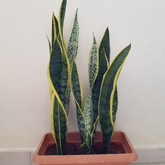 Big pot of snake plants for good feng shui, Furniture & Home Living