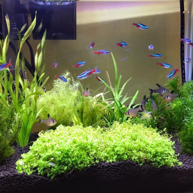 Fish Tank 玻璃魚缸連3色led燈 濾水器 暖管 恆溫器 水泵 水草及魚 傢俬 家居 其他 Carousell