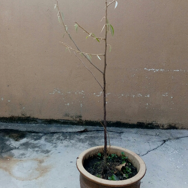 Unduh 82 Koleksi Gambar Durian Panjang  