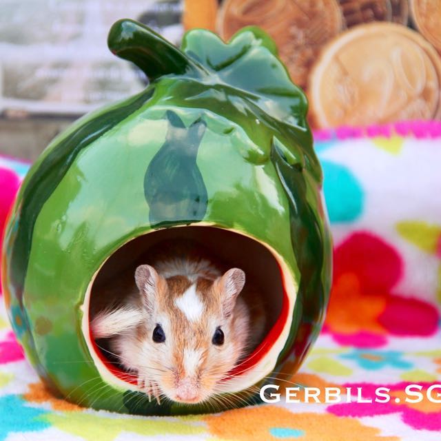 strawberry hamster hideout