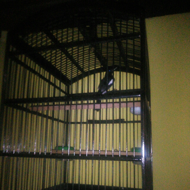 Di Jual Burung Kacer Pet Supplies Accessories On Carousell