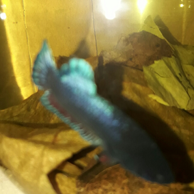 4300 Gambar Ikan Cupang Medan Terbaru