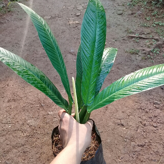 Jual Pohon Pilo Linet Perkebunan Di Carousell