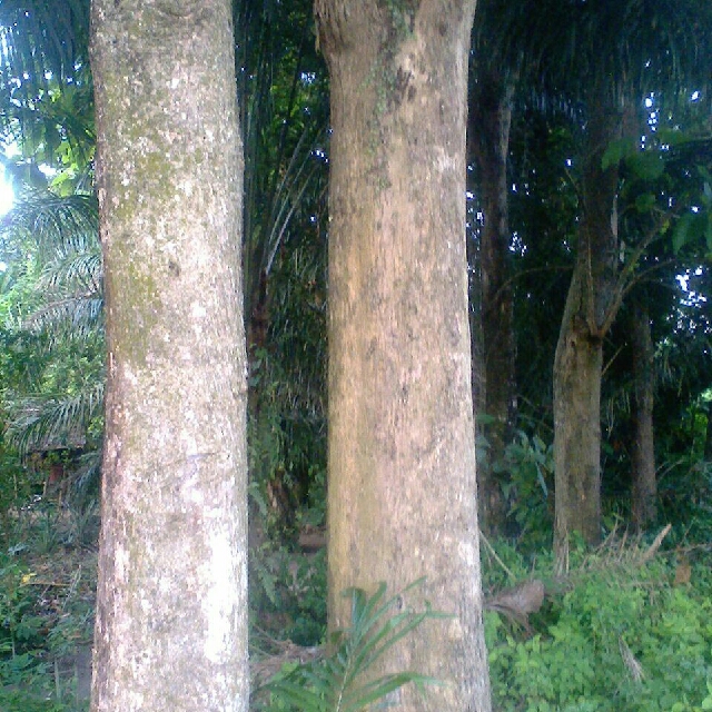 Gambar Pohon Jati Putih Gambar Bagian Tumbuhan