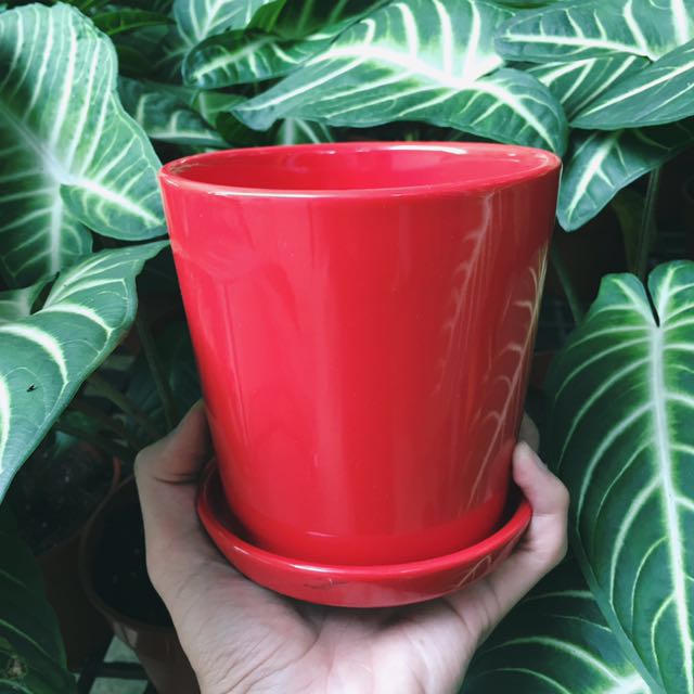 Modern Small Red Ceramic Pot Perfect For Tabletop Plants Gardening On Carousell