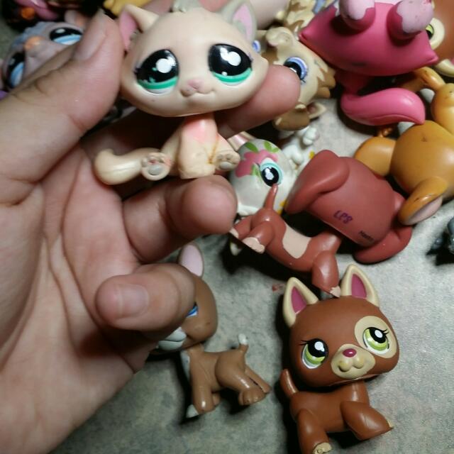 Lps tabby sales