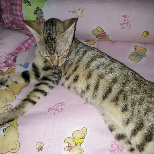 Gambar Kucing Bengal Putih / 10 Ras Kucing Termahal Di ...